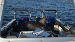 Great, It's Gotten To The Point That Great White Sharks Are Jumping Into Our Boats